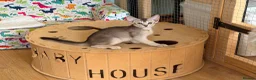 Abyssinian cats for sale: Silver Abyssinian kittens  - Advert 1
