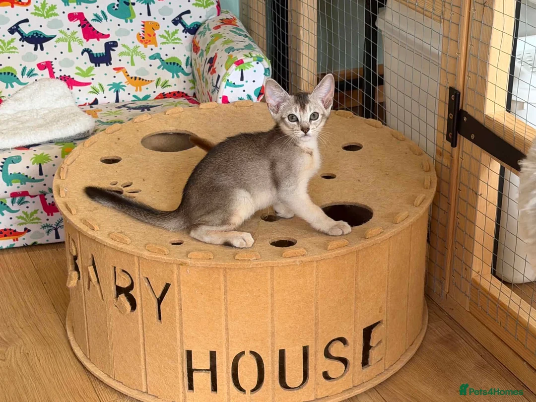 Abyssinian cats for sale: Silver Abyssinian kittens  - Advert 1