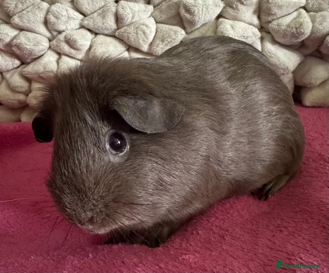 Guinea Pig rodents for sale: Guinea pig Slate sows  - Advert 3