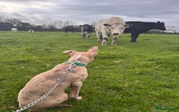 Mixed Breed dogs for sale: Sandy - Advert 9