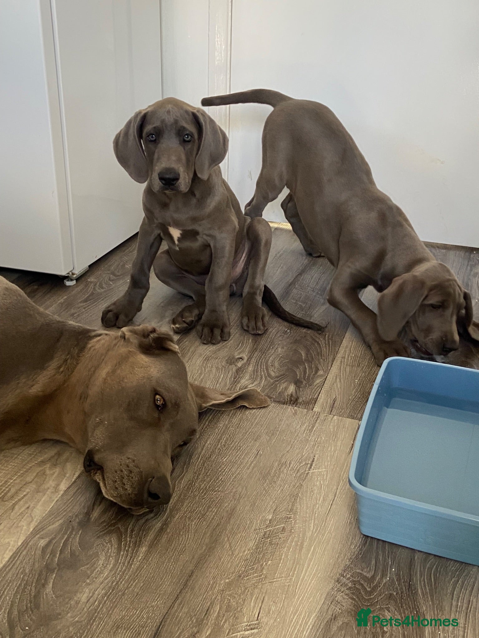 Great Dane dogs Blue Great Dane puppies  - Advert 2