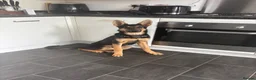 German Shepherd dogs for sale: 8 Month Straight Back German Shepard  - Advert 5