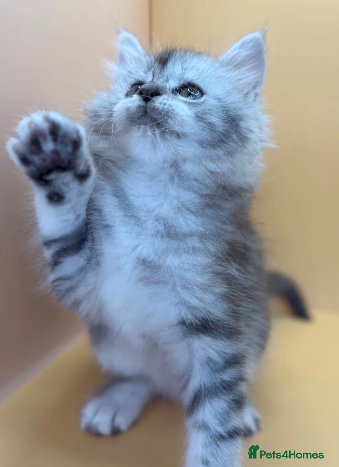 Maine Coon cats for sale: Maine Coons with Tests, Papers, Vet Checks & Vacc. - Advert 36