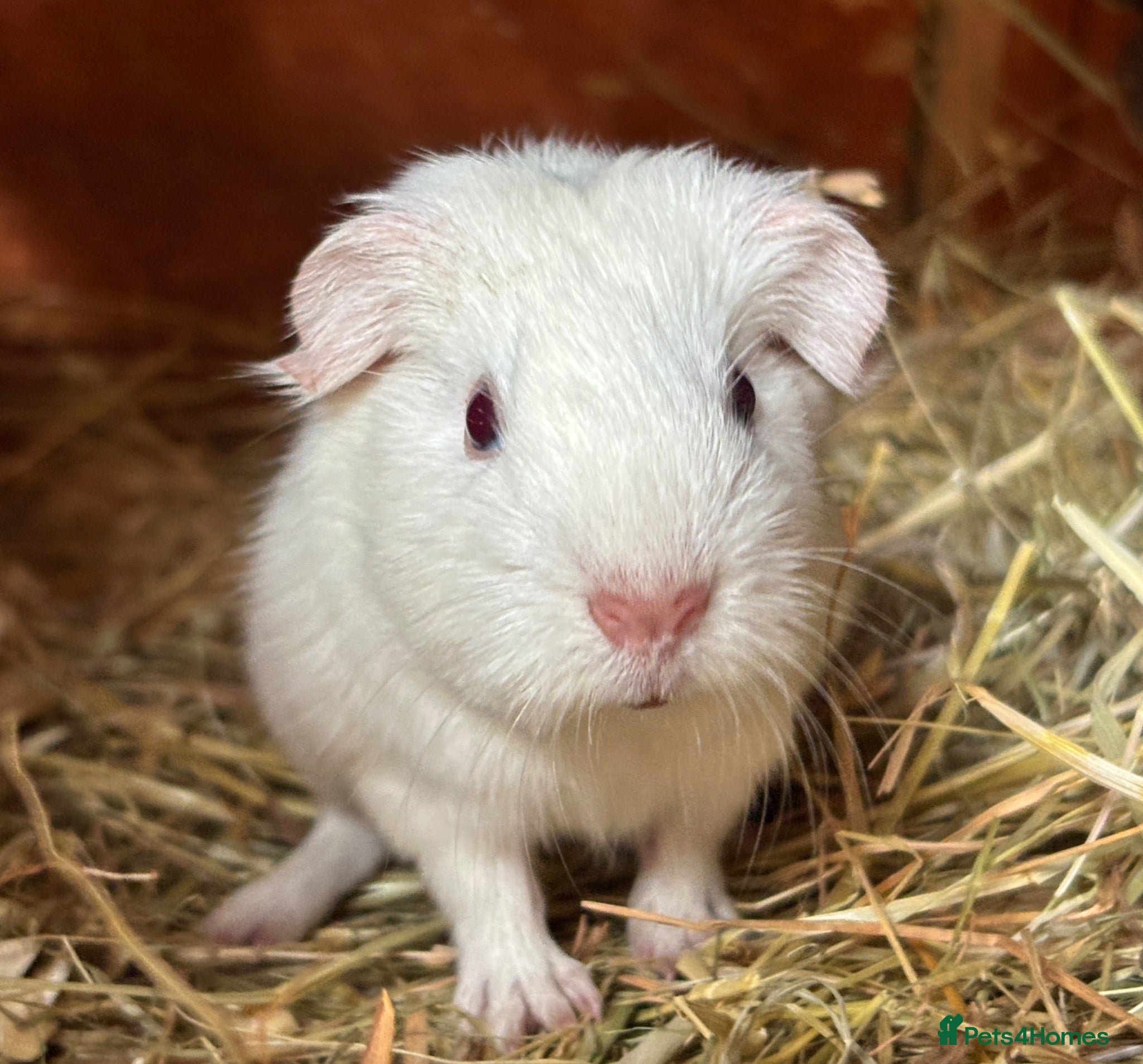 Guinea Pig rodents Little baby boar looking for forever home - Advert 19