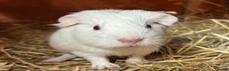 Guinea Pig rodents for sale: Pair of girl and boy baby guinea pigs - Advert 5