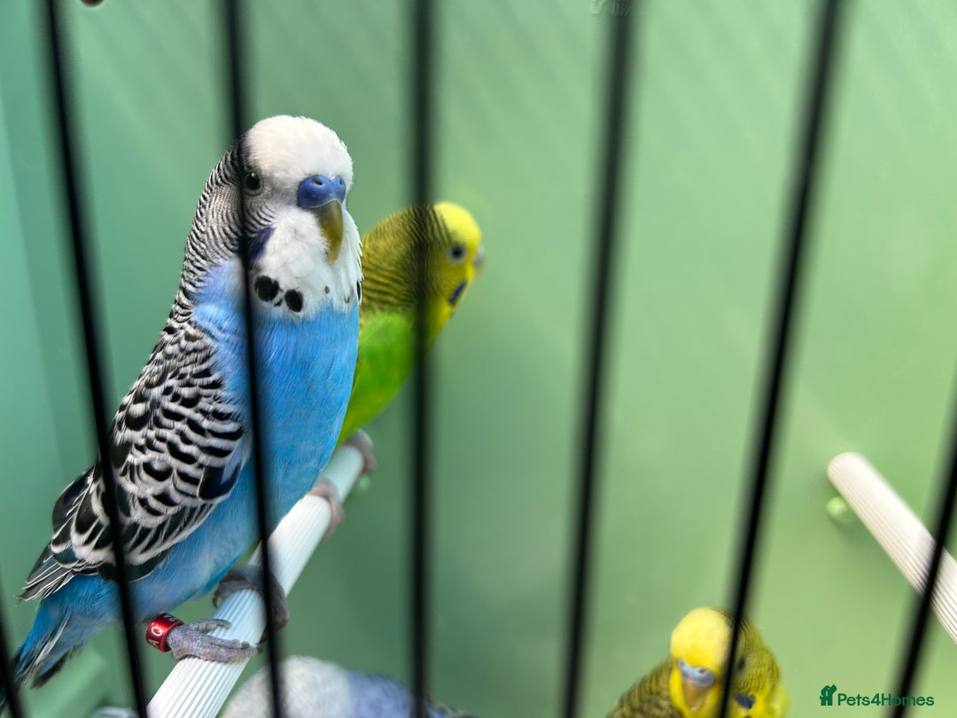 Budgerigars birds for sale: Budgies for sale, cages available, in good health - Advert 3