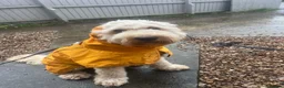 Goldendoodle dogs for stud: StandardGoldendoodle Stud–Intelligent,Non-Shedding in Loughborough - Advert 6