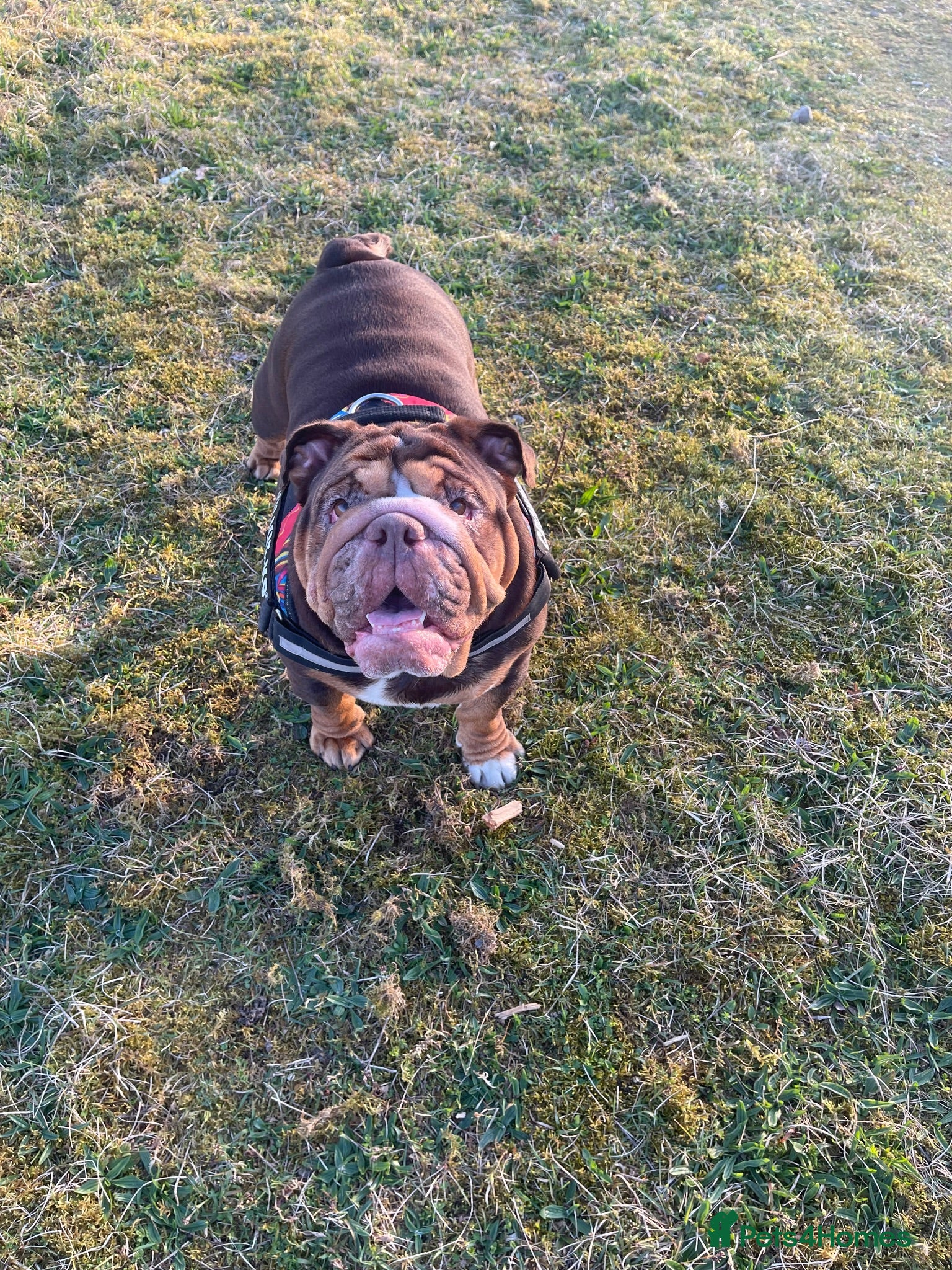 English Bulldog dogs Our adorable box of chocolate litter! 🤎 - Advert 2