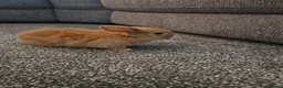 Mini Lop rabbits for sale: Mini lop rabbits for sale - Advert 10