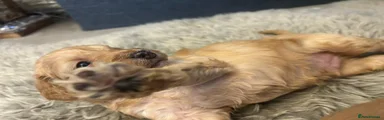 Cockapoo 2