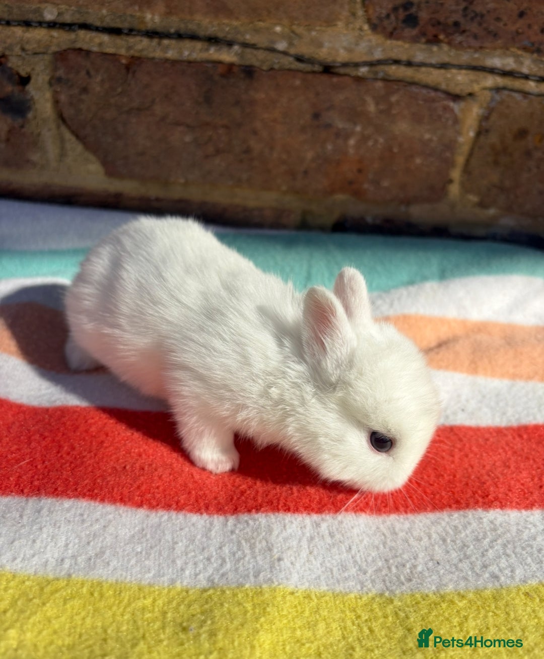 Netherland Dwarf rabbits for sale: Sweet Netherland Dwarf bunnies  - Advert 6