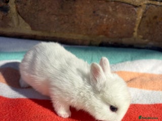 Netherland Dwarf rabbits Sweet Netherland Dwarf bunnies - Advert 1