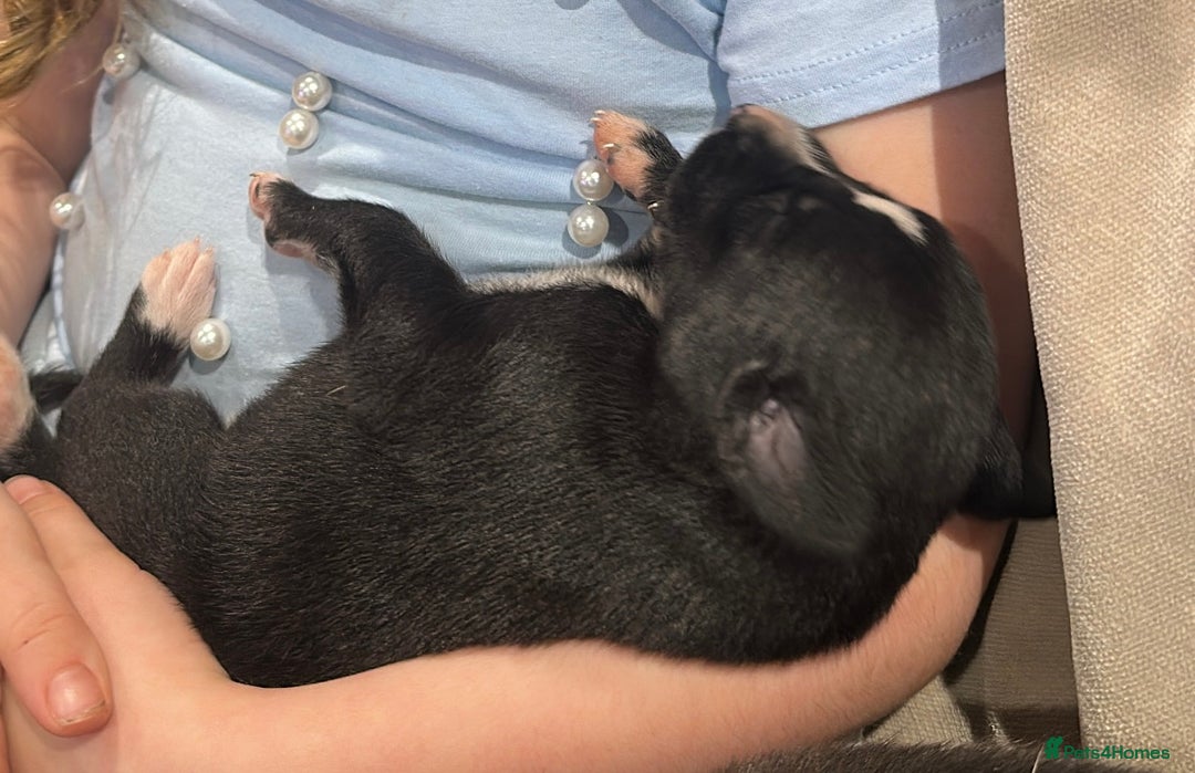 Lurcher dogs for sale: Beautiful lurcher puppies  - Advert 7