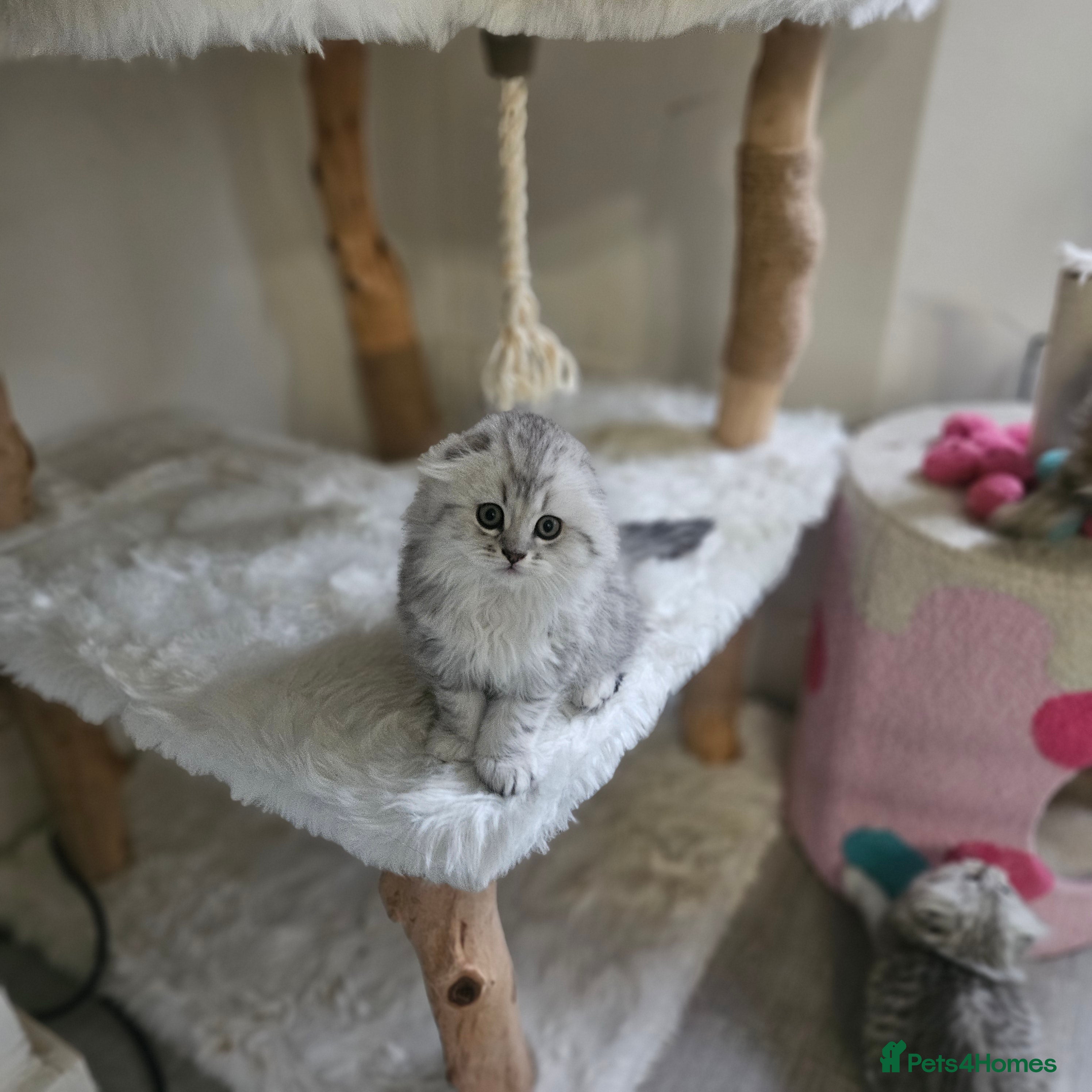 Scottish Fold cats Reduced💥Scottishfold tica kittens london  - Advert 4