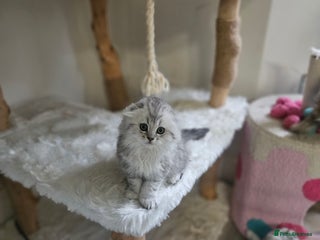 Scottish Fold cats Reduced💥Scottishfold tica kittens london - Advert 4