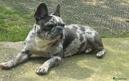 French Bulldog dogs for sale: French Bulldog Girl  - Advert 1