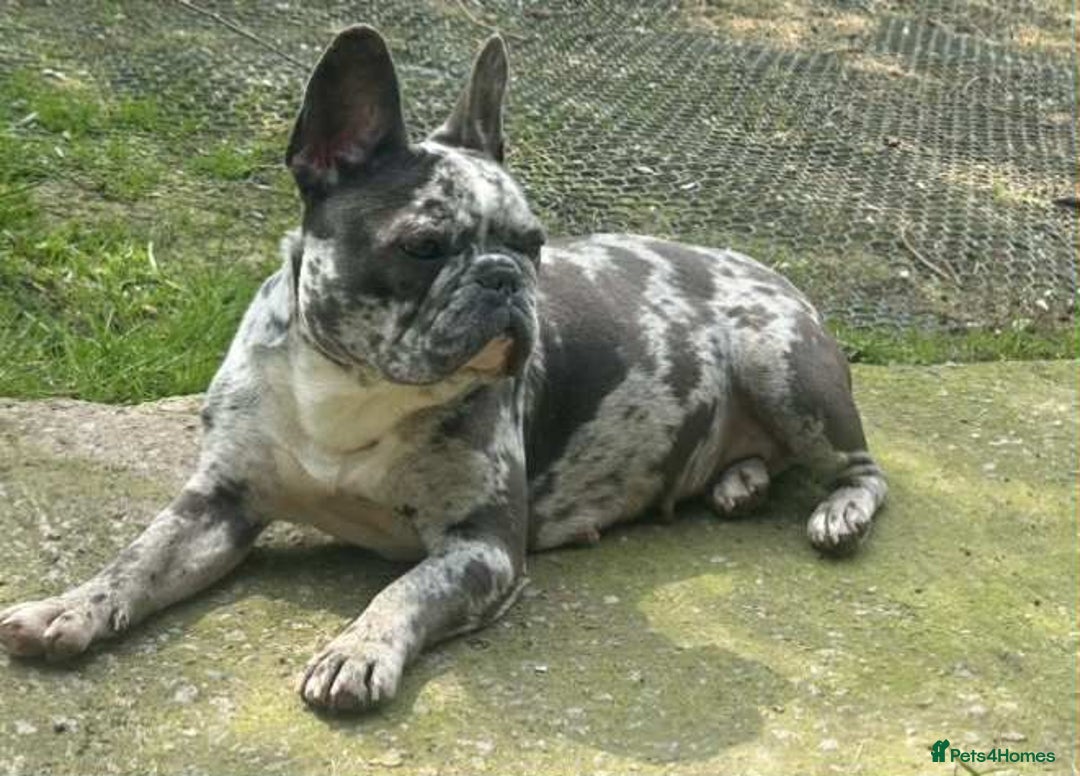 French Bulldog dogs for sale: French Bulldog Girl  - Advert 1
