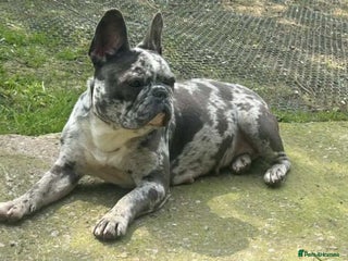 French Bulldog dogs French Bulldog Girl - Advert 1