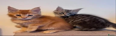 Maine Coon 2