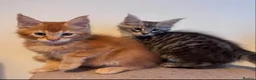 Maine Coon cats for sale: Maine Coon active kittens  - Advert 6