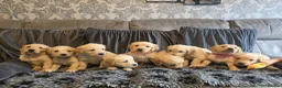 Golden Retriever dogs for sale: Golden Retriever puppy's KC  - Advert 1