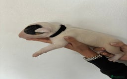 English Bull Terrier dogs for sale: English Bull Terrier puppies🐾KC Registered  - Image 10
