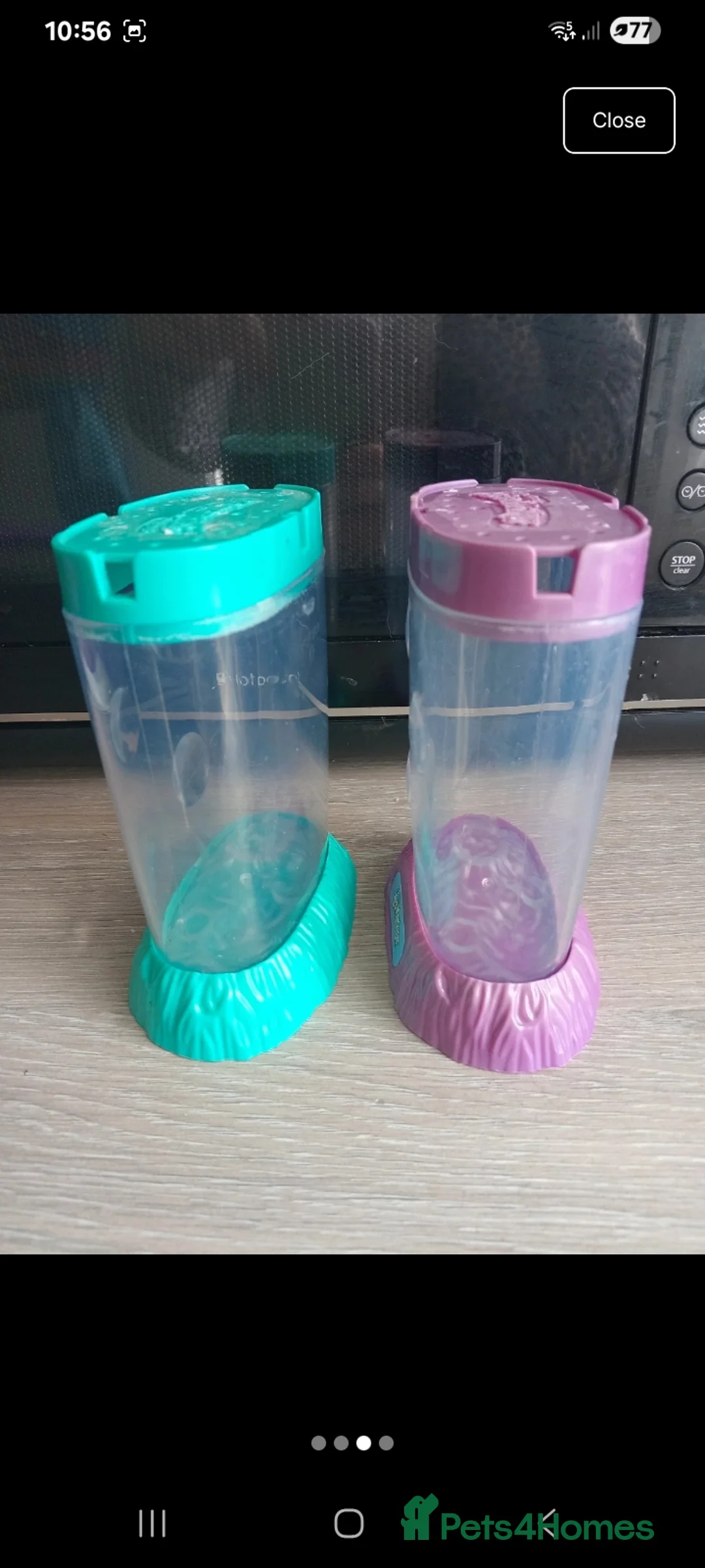 Snails invertebrates for sale: Fulica albino giant African land snail eggs  - Advert 8