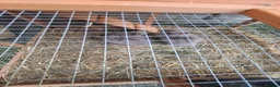 Lionhead rabbits for sale: 2 Beautiful Fluffy Lionhead-Type Rabbits for Home in Reading - Advert 9