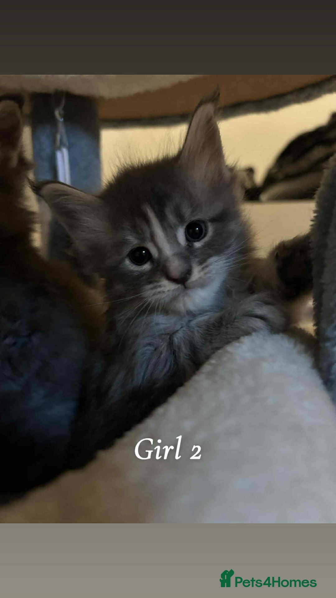 Maine Coon cats for sale: Mainecoon Kittens  - Image 19