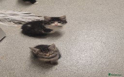 British Longhair cats for sale: Kittens  - Image 10