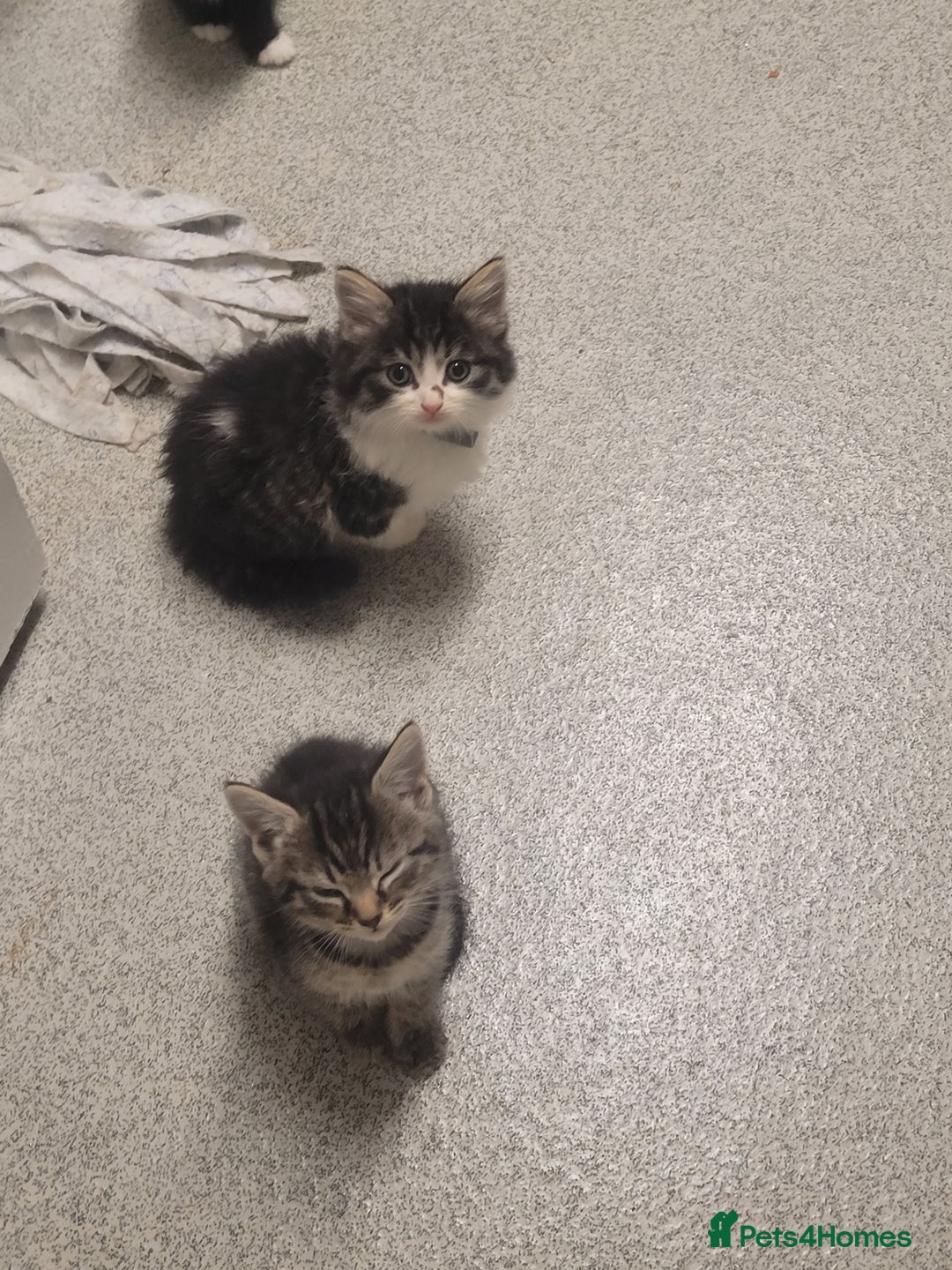 British Longhair cats for sale: Kittens  - Image 10