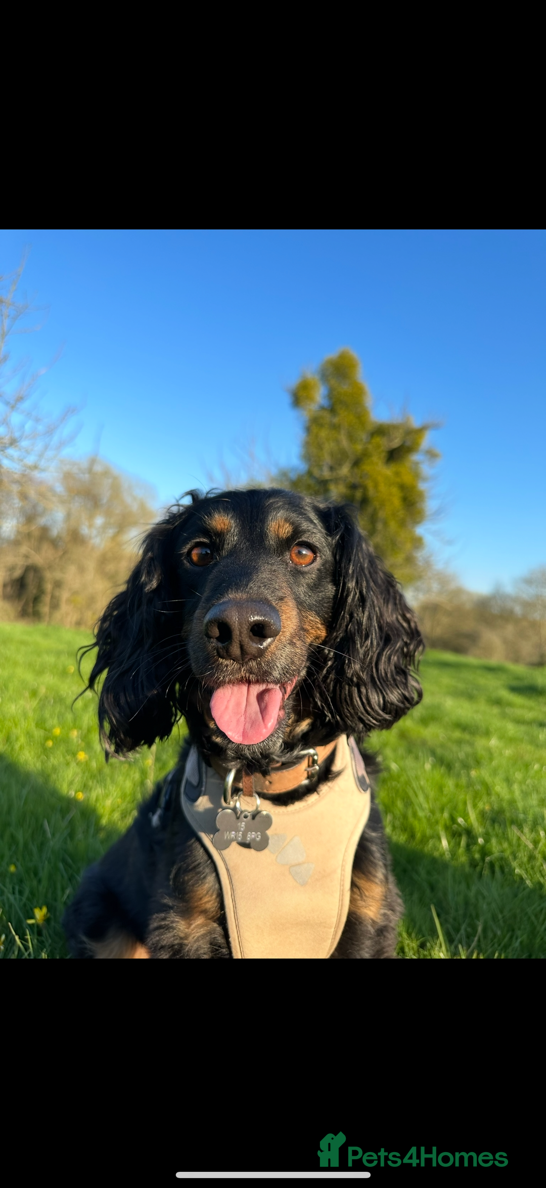 Cockapoo dogs for sale: Reggie Looking For A New Home  6 yr old Cockerpoo  - Image 2