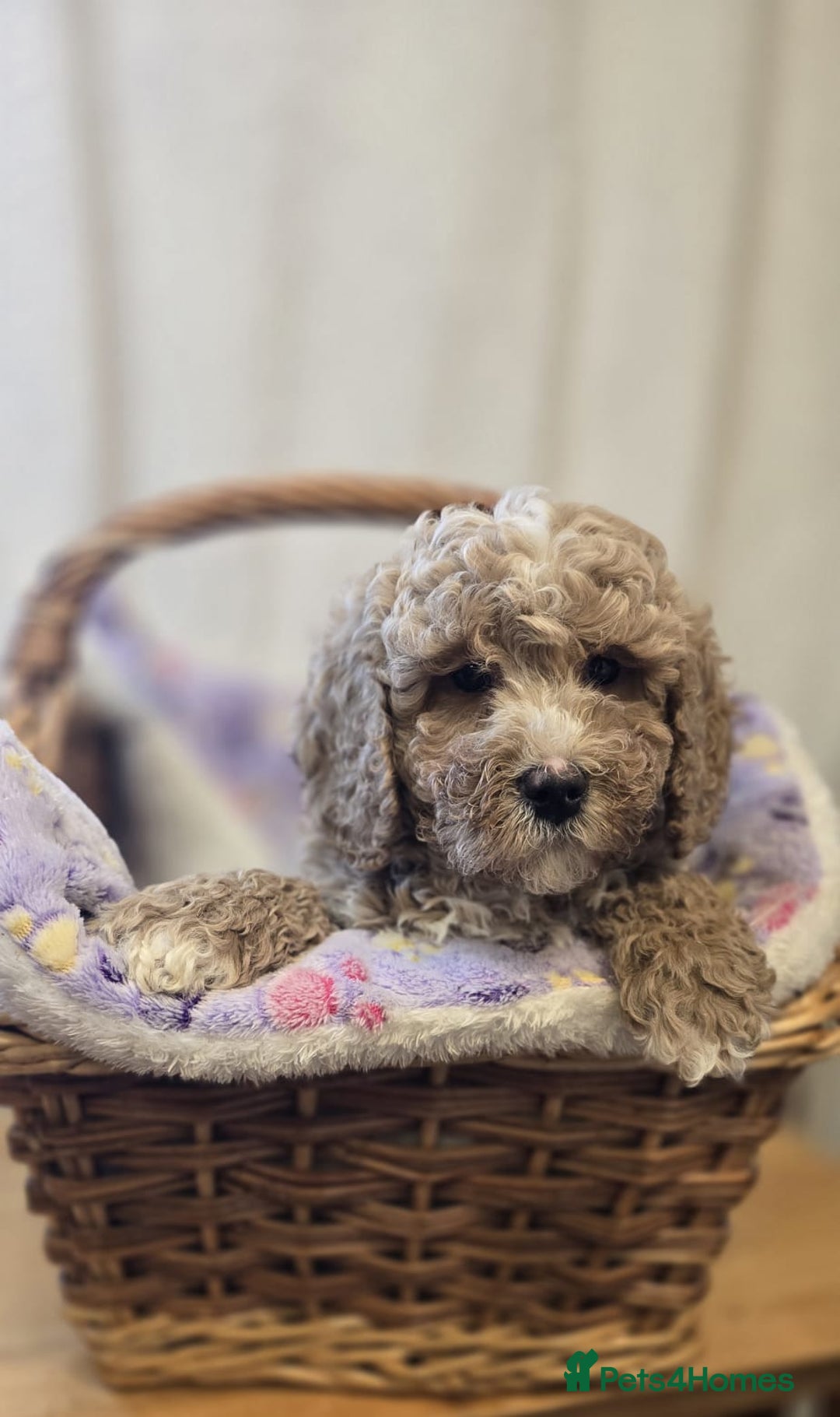 Cockapoo dogs for sale: Cockapoo puppies  - Advert 3