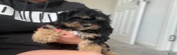 Cavachon dogs for sale: Cavachon boy puppy - Advert 5