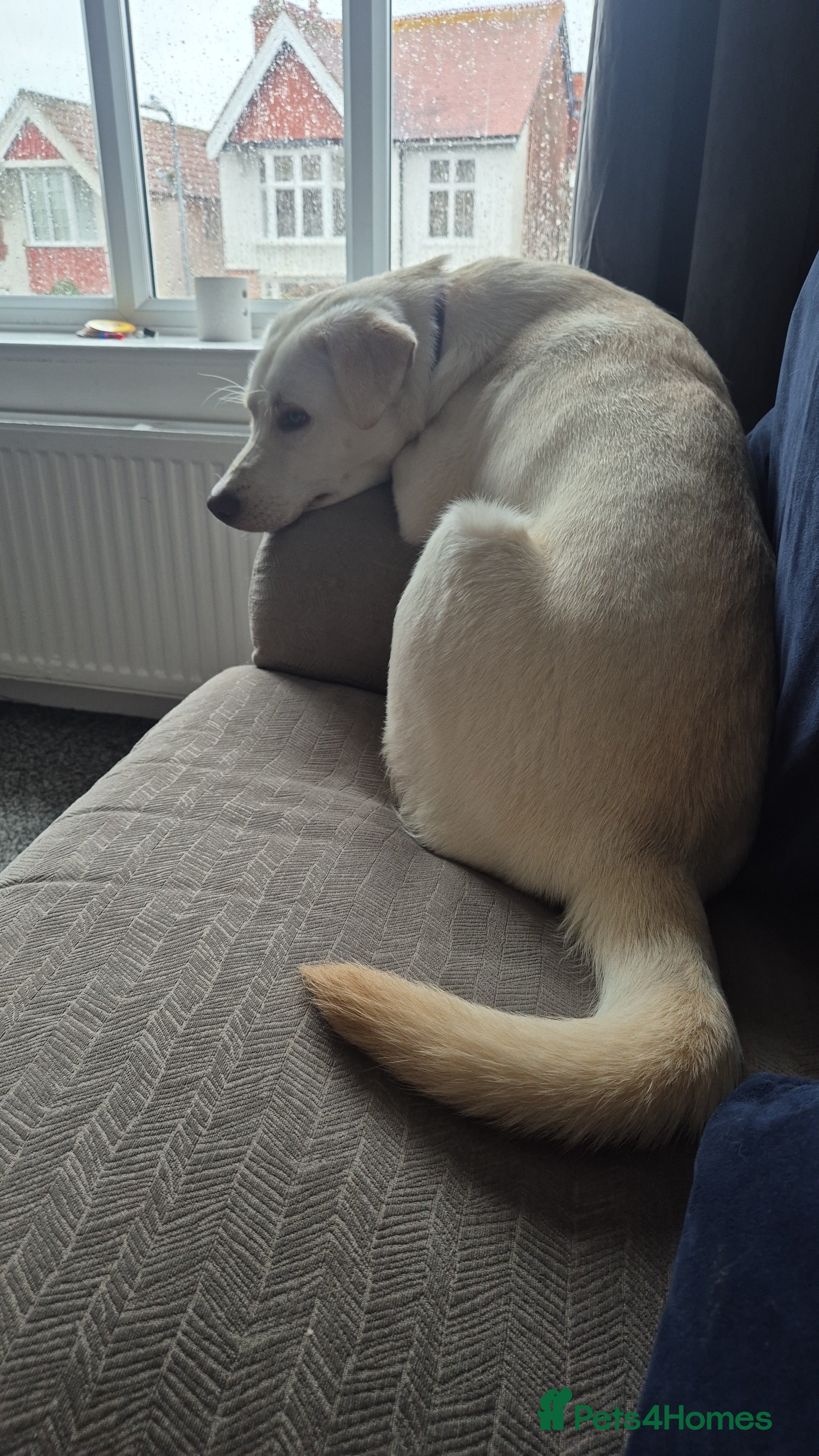 Mixed Breed dogs Ralphie - Advert 12