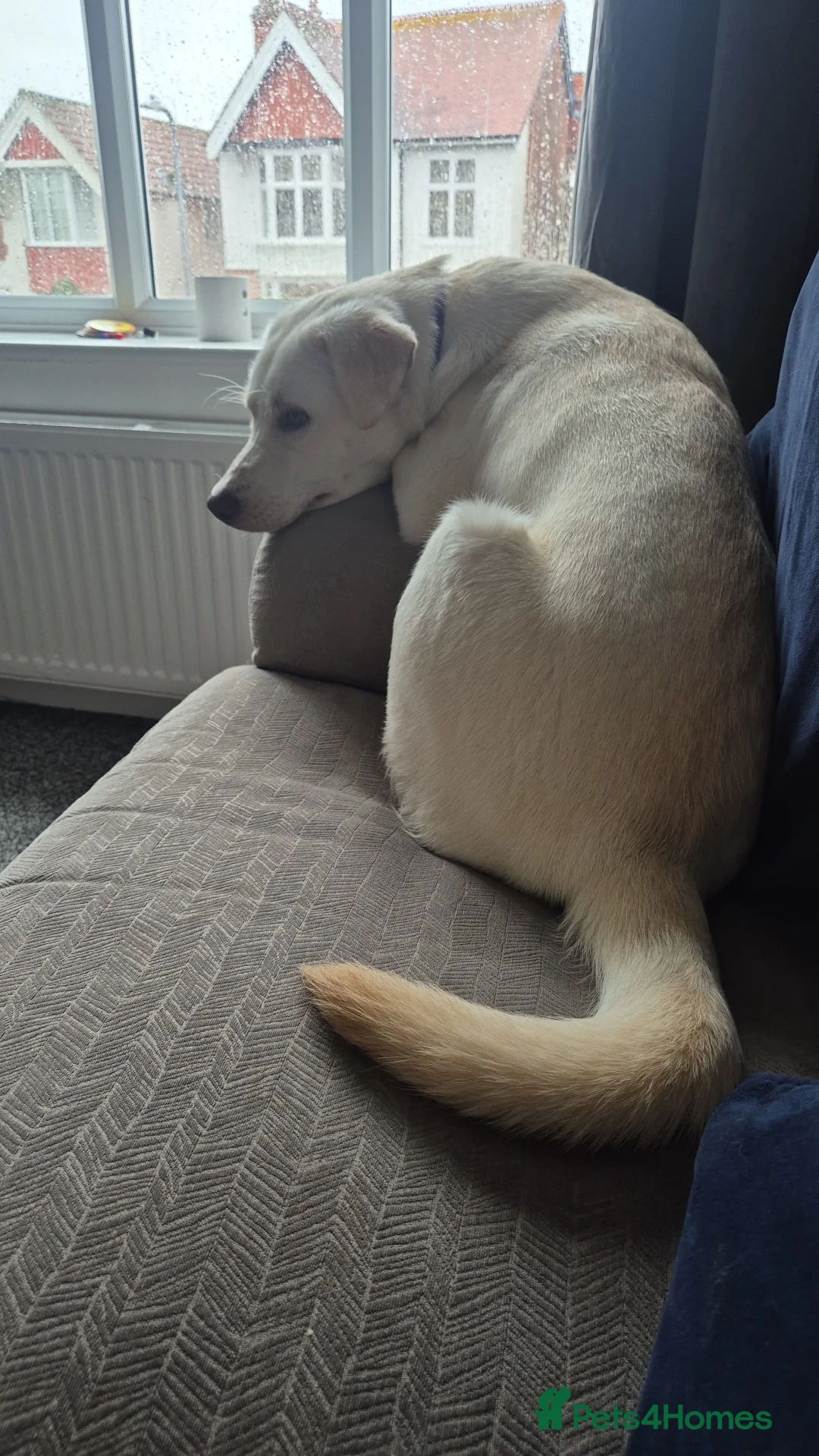 Mixed Breed dogs for sale: Ralphie - Advert 1