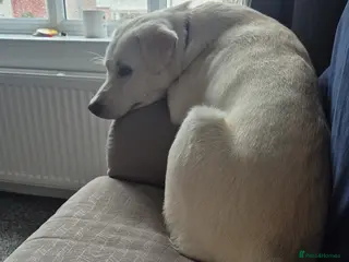 Mixed Breed dogs Ralphie - Advert 1