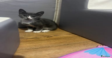 Mixed Breed cats - Advert 11