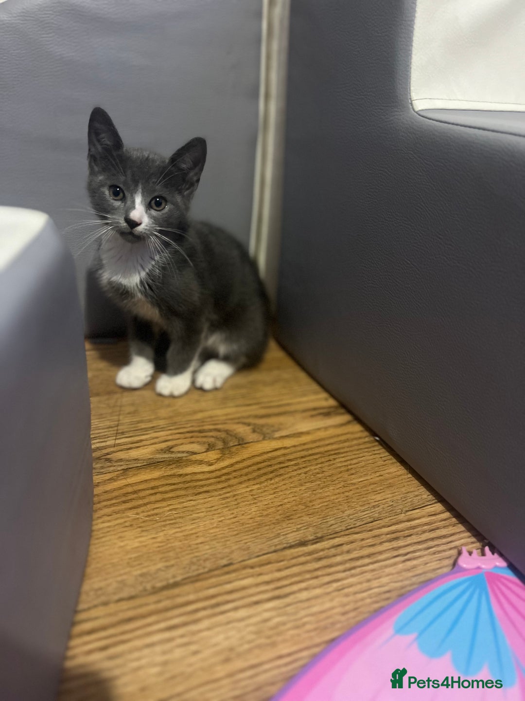 Mixed Breed cats for sale: 2 Gorgeous Bengal cross British Shorthair  - Image 3