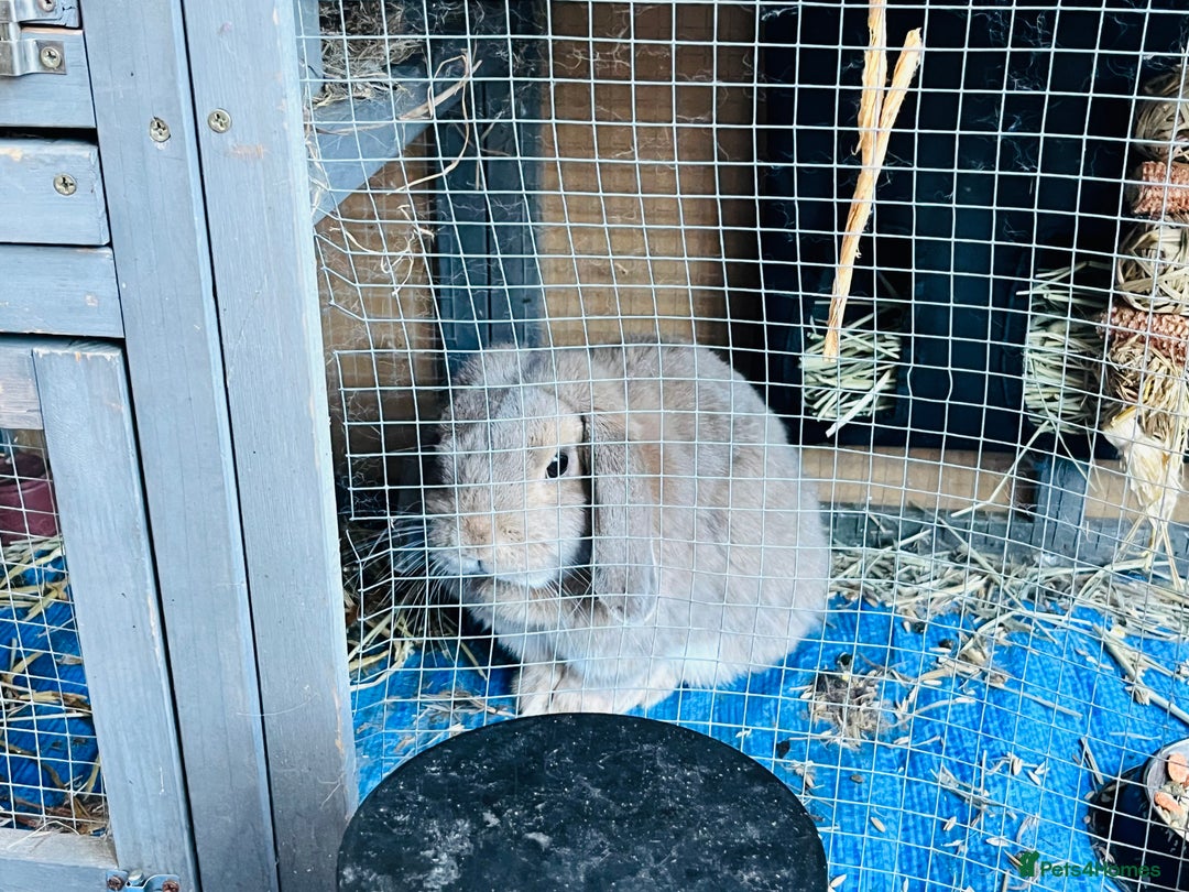 Mini Lop rabbits for sale: Long hair fluffy rabbit - Image 5