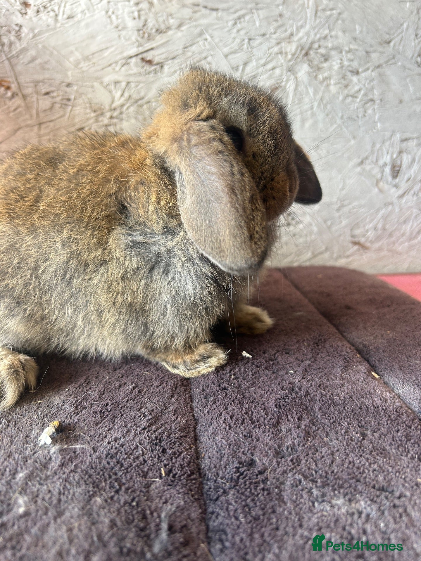 Mini Lop rabbits for sale: Mini lops - Advert 2