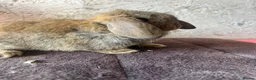 Mini Lop rabbits for sale: Mini lops - Advert 2