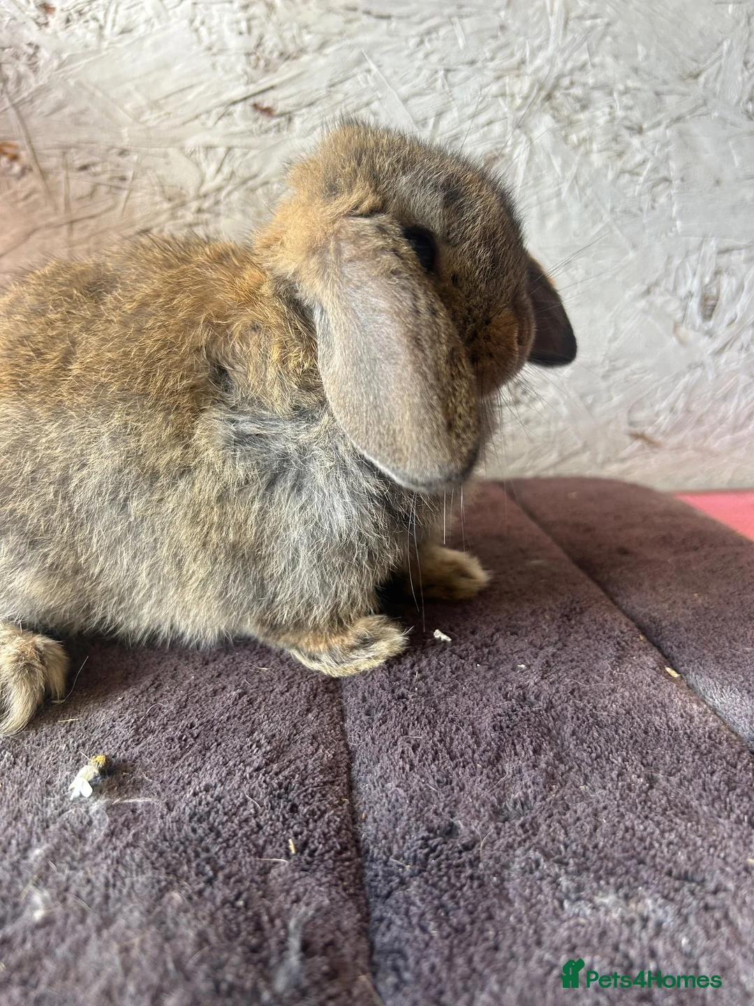 Mini Lop rabbits for sale: Mini lops - Advert 2