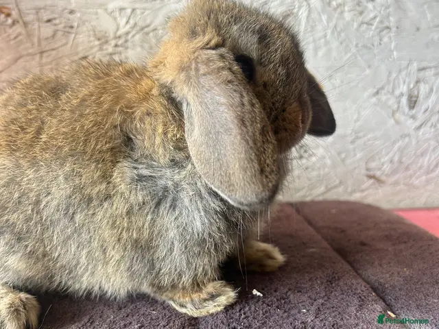Mini Lop rabbits for sale: Mini lops - Advert 2