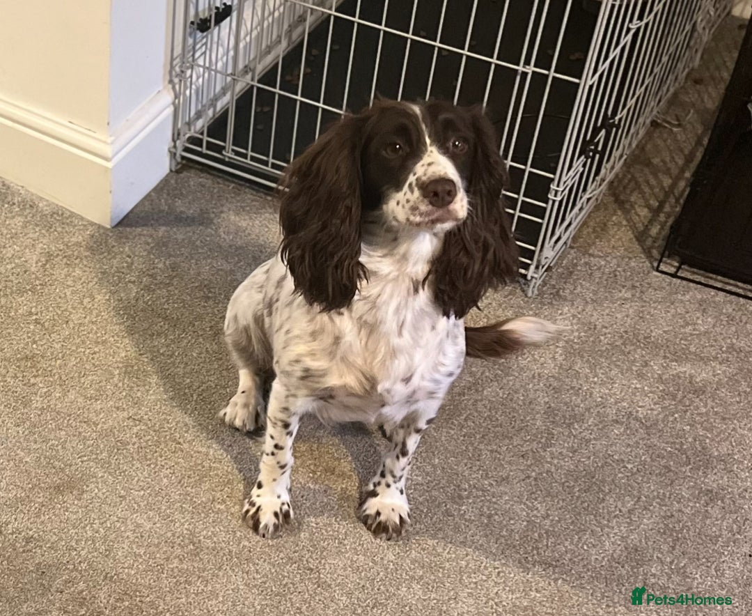 Cockapoo dogs for sale: Cocker Spaniel x Cockapoo Puppies - Advert 1