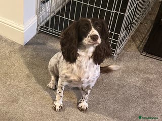 Cockapoo dogs Cocker Spaniel x Cockapoo Puppies - Advert 2