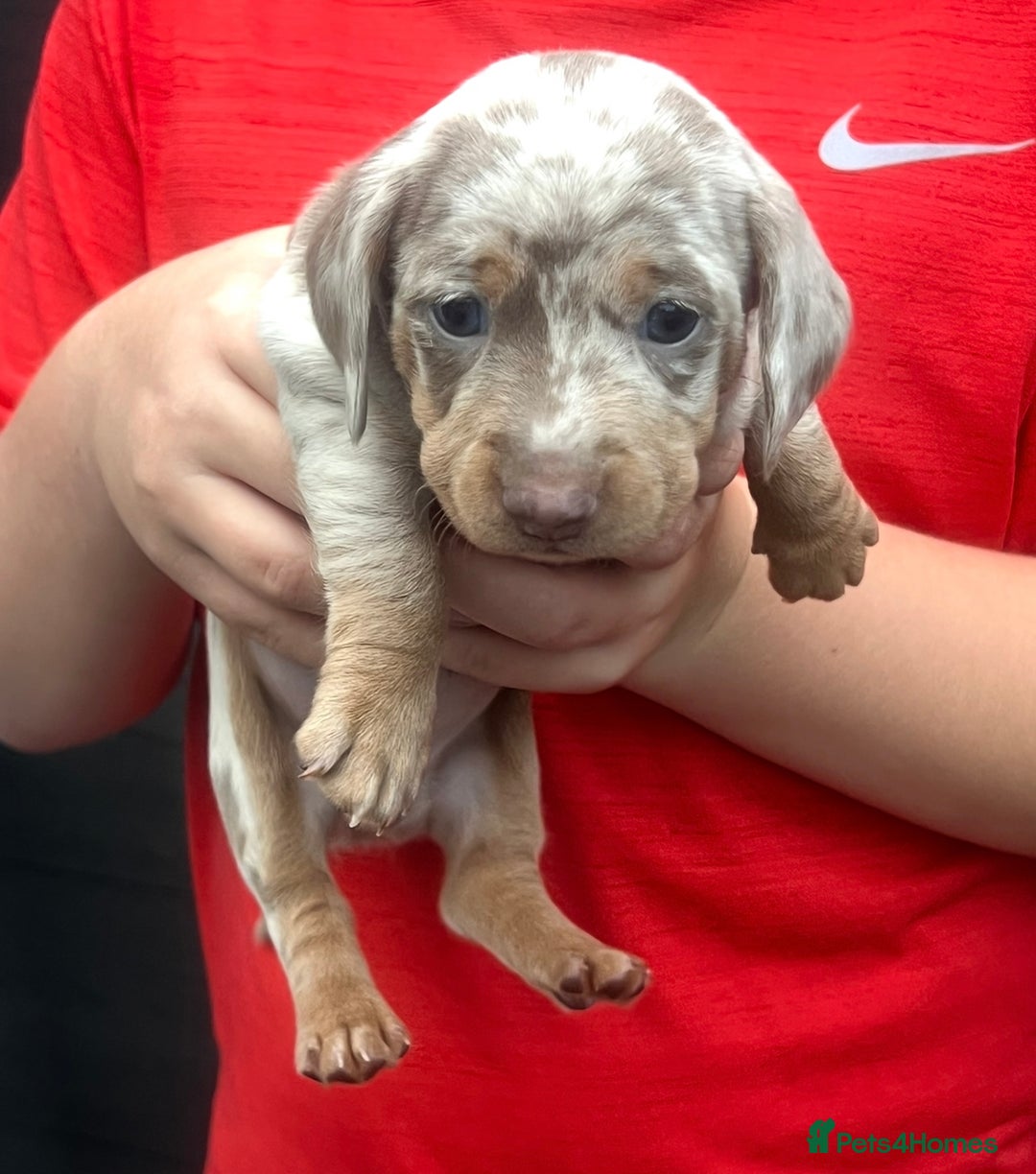 Miniature Dachshund dogs for sale: 🥰 Stunning Miniature Dachshunds 🥰 - Advert 3