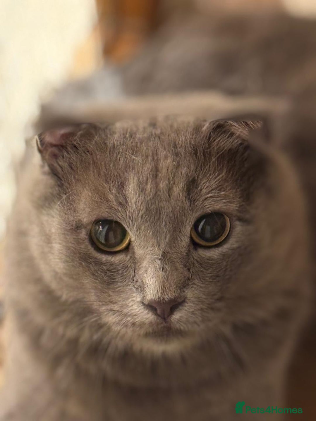 Mixed Breed cats for adoption: RAMADI MIX SCOTTISH FOLD BOY NEUTERED  - Image 5