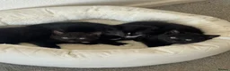 Mixed Breed cats for sale: Fluffy friendly kittens ready for their new homes  - Advert 4