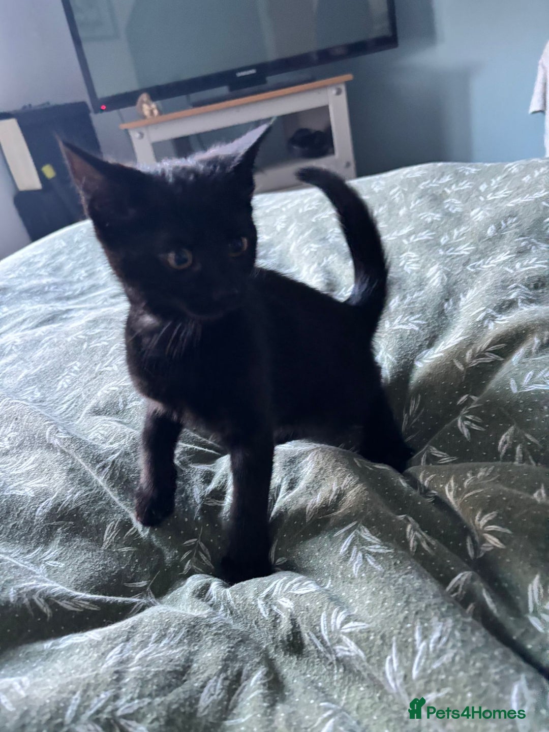 British Shorthair cats for sale: British shorthair kittens 10 weeks - 2 remaining  - Advert 4